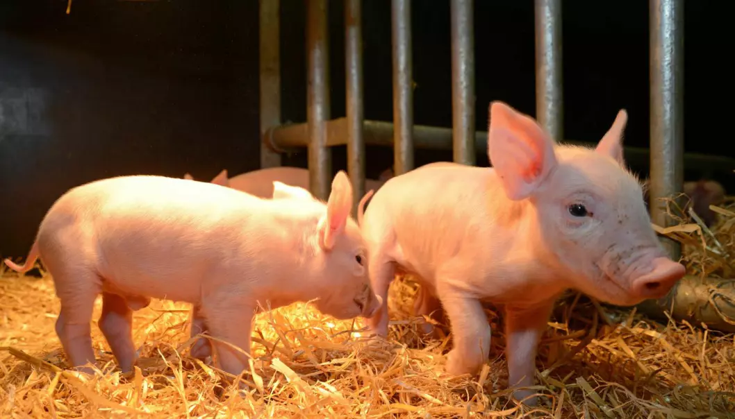 Kan ha redigert bort farlig grisesykdom