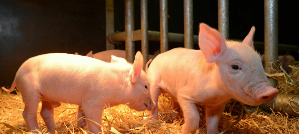Disse griseungene har fått redigert noen av genene sine, etter oppskrift fra genene til afrikanske villsvin. Forskerne håper det skal gi grisene motstandskraft mot farlig afrikansk svinepest.  (Foto: Norrie Russell, The Roslin Institute, University of Edinburgh)