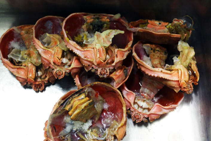 Forskerne har funnet mange verdifulle stoffer i krabbens innmat og skall. (Foto: Lidunn Mosaker Boge, Nofima) Forskerne har funnet mange verdifulle stoffer i krabbens innmat og skall. (Foto: Lidunn Mosaker Boge, Nofima)