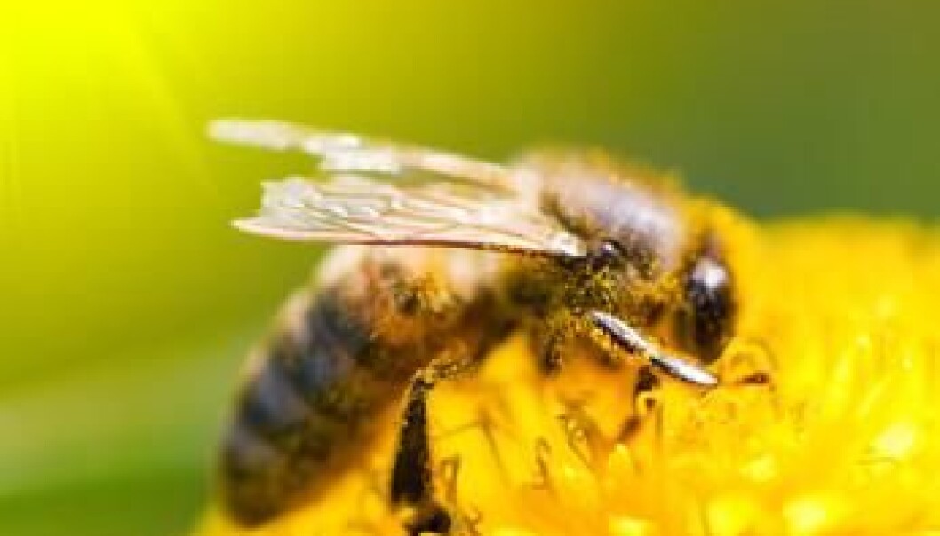 1180 alien species in Norway are assesed for impacts on the environment. (Photo: Colourbox) 1180 alien species in Norway are assesed for impacts on the environment. (Photo: Colourbox)