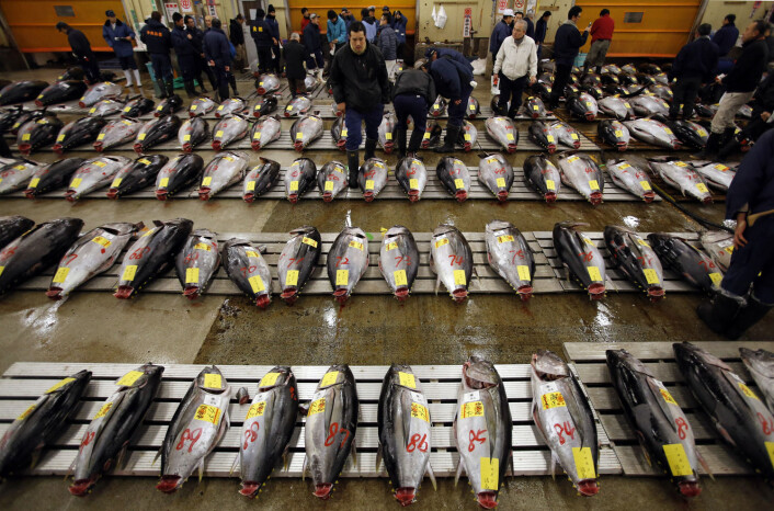 Fisk er en viktig del av det japanske kjøkkenet. Dette er tunfisk-markedet for grossister i Tokyo. (Foto: Toru Hanai/Reuters/NTB Scanpix) Fisk er en viktig del av det japanske kjøkkenet. Dette er tunfisk-markedet for grossister i Tokyo. (Foto: Toru Hanai/Reuters/NTB Scanpix)