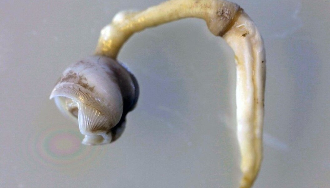 Selv om pælemarken ikke er så stor, kan den gjøre mye skade. (Foto: Geir Johnsen, NTNU/UNIS) Selv om pælemarken ikke er så stor, kan den gjøre mye skade. (Foto: Geir Johnsen, NTNU/UNIS)