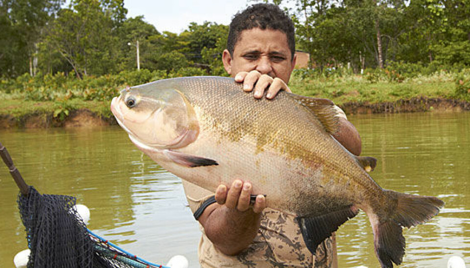 The fish tambaqui is one of the most appropriate species for farming in the Amazon. (Photo: Audun Iversen / Nofima)