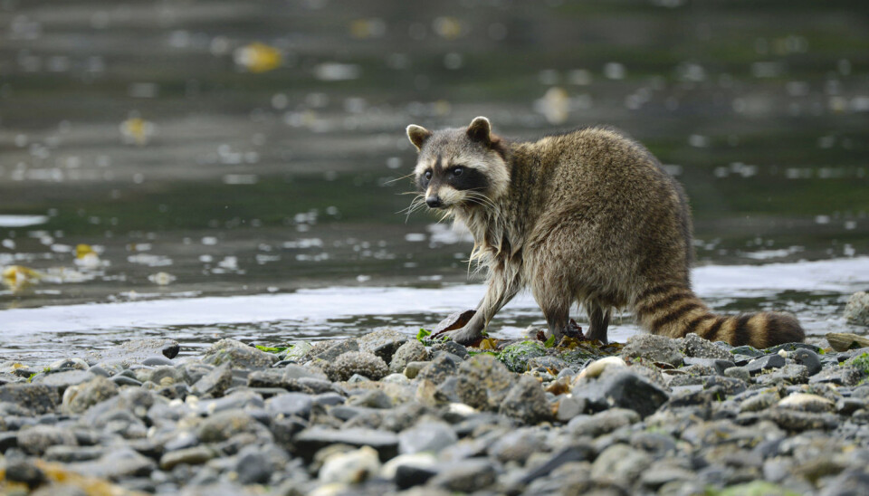Vaskebjørn på jakt etter krabber, på en av øyene utenfor Vancouver i Canada. (Foto: Shanna Baker, Hakai Magazine)