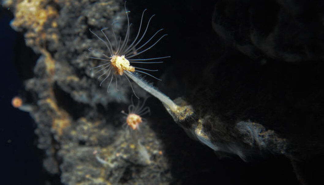 UiB researchers have found 20 new animal species in the volcano areas that they discovered this summer. These animals live off the heat caused by the hydrothermal vents in the area. (Foto: Senter for geobiologi, UiB) UiB researchers have found 20 new animal species in the volcano areas that they discovered this summer. These animals live off the heat caused by the hydrothermal vents in the area. (Foto: Senter for geobiologi, UiB)
