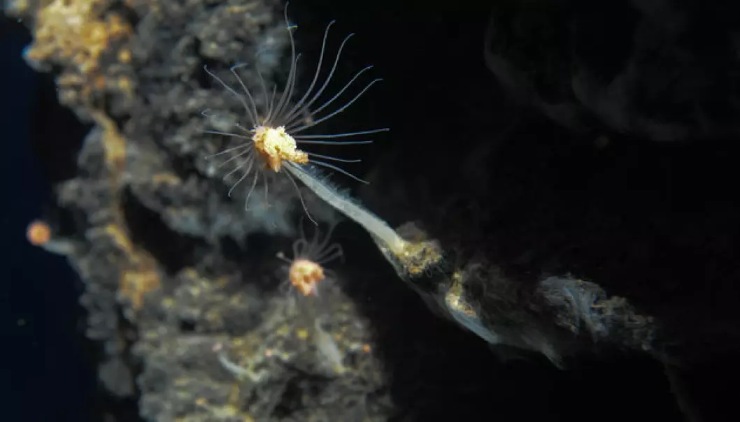 UiB researchers have found 20 new animal species in the volcano areas that they discovered this summer. These animals live off the heat caused by the hydrothermal vents in the area. (Foto: Senter for geobiologi, UiB)