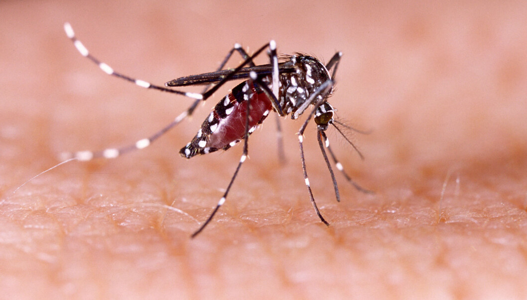 Hva om genmodifisert mygg ikke reduserer antall Aedes-mygg, men heller gjør at den tilpasser seg miljøet? GM-mygg kan være løsningen, hvis vi er helt trygge på at den ikke gir helseskader og miljøproblemer, skriver kronikkforfatterne. (Foto: Scanpix) Hva om genmodifisert mygg ikke reduserer antall Aedes-mygg, men heller gjør at den tilpasser seg miljøet? GM-mygg kan være løsningen, hvis vi er helt trygge på at den ikke gir helseskader og miljøproblemer, skriver kronikkforfatterne. (Foto: Scanpix)