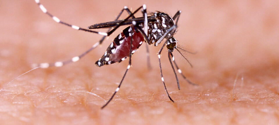Hva om genmodifisert mygg ikke reduserer antall Aedes-mygg, men heller gjør at den tilpasser seg miljøet? GM-mygg kan være løsningen, hvis vi er helt trygge på at den ikke gir helseskader og miljøproblemer, skriver kronikkforfatterne. (Foto: Scanpix)