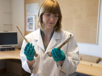 Human remains found beneath Stavanger cathedral during excavations in 1968. Conservator Hege Ingjerd Hollund has researched simple methods for establishing whether such relics contain DNA. (Photo: Terje Tveit) Human remains found beneath Stavanger cathedral during excavations in 1968. Conservator Hege Ingjerd Hollund has researched simple methods for establishing whether such relics contain DNA. (Photo: Terje Tveit)