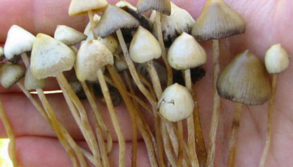Psilocybian Mushrooms, also known as 'Magic Mushrooms'. (Photo: Wikimedia Commons/Patrick Ullrich)