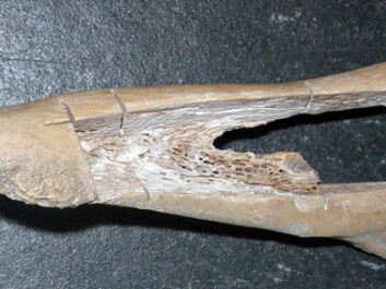 This cow bone from the Stone Age has been sampled to search for DNA, destroying unique material. (Photo: Hege Ingjerd Hollund) This cow bone from the Stone Age has been sampled to search for DNA, destroying unique material. (Photo: Hege Ingjerd Hollund)