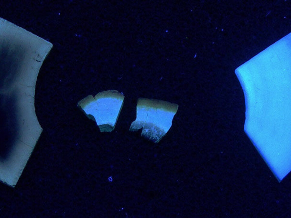Two modern cow bones (left) and a prehistoric human bone under ultraviolet light. The leftmost sample has been burnt, and shows what deteriorated bone looks like. (Photo: Hege Ingjerd Hollund)