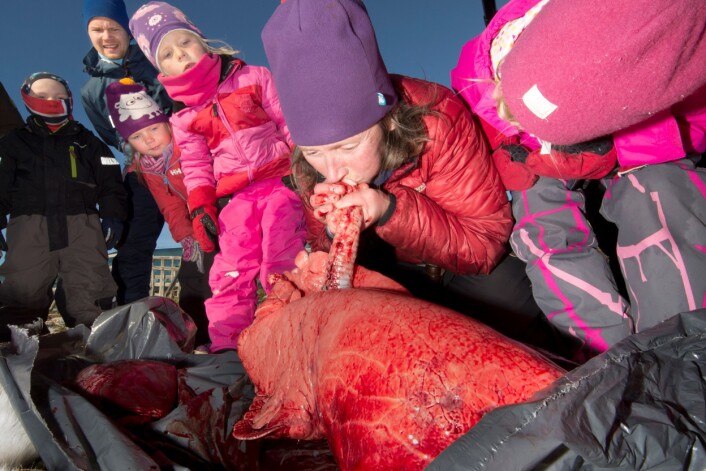 Når Tove Utsi blåser opp reinlungene gjennom spiserøret, kommer både store og små tett på. Fra venstre Isak Benjamin Gundersen, student Mads Robert Mienna, Maja Nilsen, Solveig Larsen Strand og Oline Holsbø. (Foto: Stig Brøndbo) Når Tove Utsi blåser opp reinlungene gjennom spiserøret, kommer både store og små tett på. Fra venstre Isak Benjamin Gundersen, student Mads Robert Mienna, Maja Nilsen, Solveig Larsen Strand og Oline Holsbø. (Foto: Stig Brøndbo)