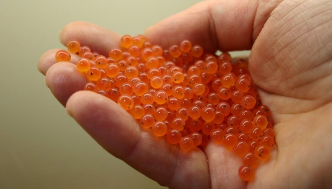 Now being put to sea in cages, the experimental salmon were pressure-treated during their egg stage to make them sterile. (Photo: AquaGen) Now being put to sea in cages, the experimental salmon were pressure-treated during their egg stage to make them sterile. (Photo: AquaGen)