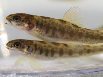 Triploid fish are more sensitive to warmer temperatures and low oxygen concentrations. Researchers and producers are now testing how well triploid salmon tolerate conditions at sea. (Photo: AquaGen) Triploid fish are more sensitive to warmer temperatures and low oxygen concentrations. Researchers and producers are now testing how well triploid salmon tolerate conditions at sea. (Photo: AquaGen)