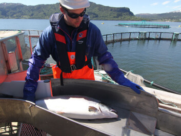 Tests will show whether sterile salmon are ready for commercial use. (Photo: AquaGen) Tests will show whether sterile salmon are ready for commercial use. (Photo: AquaGen)