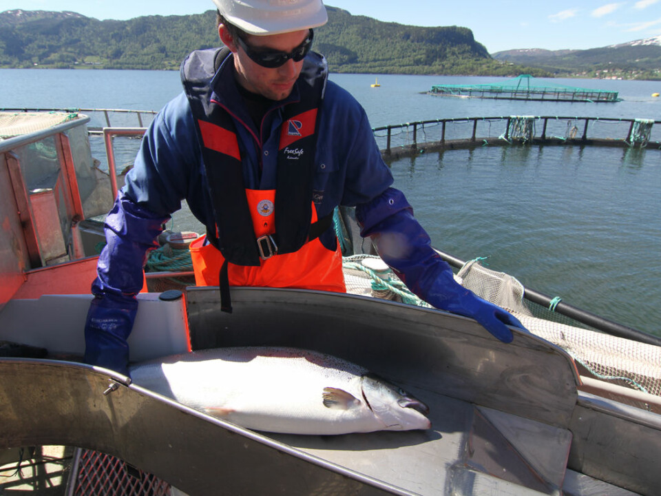 Tests will show whether sterile salmon are ready for commercial use. (Photo: AquaGen)