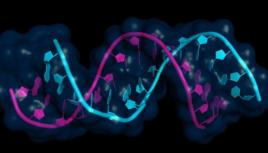 Mikro-RNA (rosa) bundet til mRNA. (Illustrasjon: Shutterstock/NTB scanpix) Mikro-RNA (rosa) bundet til mRNA. (Illustrasjon: Shutterstock/NTB scanpix)
