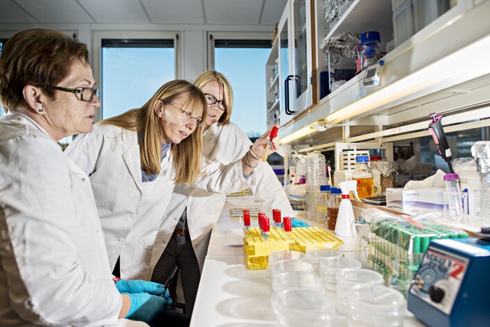 Nofima-forskerne Janina Berg (fra venstre), Solveig Langsrud og Anlaug Ådland Hansen studerer synlig vekst av bakterier i det mikrobiologiske laboratoriet ved Nofima på Ås. Bakteriene er isolert fra torsk, analysert ved hjelp av DNA-baserte metoder og dyrket opp til bruk i videre forsøk for å undersøke hemming av kvalitetsødeleggende bakterier. (Foto: Jon-Are Berg-Jacobsen, Nofima) Nofima-forskerne Janina Berg (fra venstre), Solveig Langsrud og Anlaug Ådland Hansen studerer synlig vekst av bakterier i det mikrobiologiske laboratoriet ved Nofima på Ås. Bakteriene er isolert fra torsk, analysert ved hjelp av DNA-baserte metoder og dyrket opp til bruk i videre forsøk for å undersøke hemming av kvalitetsødeleggende bakterier. (Foto: Jon-Are Berg-Jacobsen, Nofima)