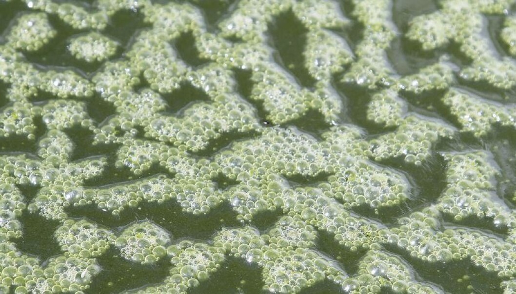 Microorganisms from around the globe, the unsung heroes helping scientists to shape a more environment-friendly society. (Photo: Terje Heiestad) Microorganisms from around the globe, the unsung heroes helping scientists to shape a more environment-friendly society. (Photo: Terje Heiestad)