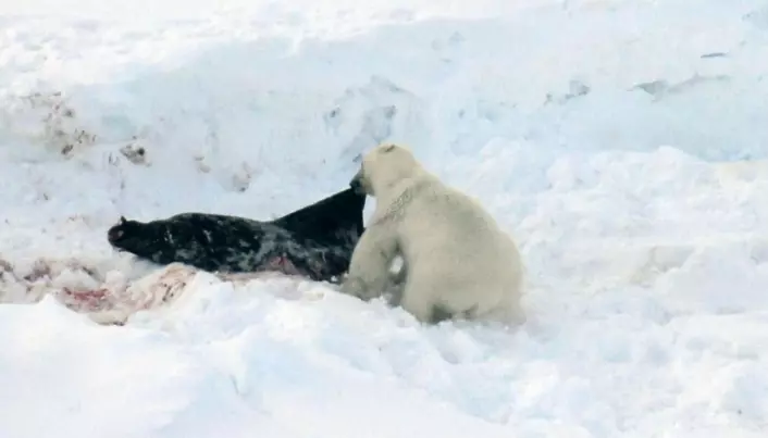 Climate change fills polar bears with toxins