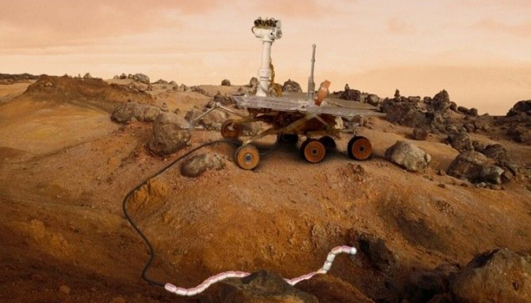 The researchers envisage using the rover to navigate over large distances, after which the snake robot can detach itself and crawl into tight, inaccessible areas. (Illustration: SINTEF ICT) The researchers envisage using the rover to navigate over large distances, after which the snake robot can detach itself and crawl into tight, inaccessible areas. (Illustration: SINTEF ICT)