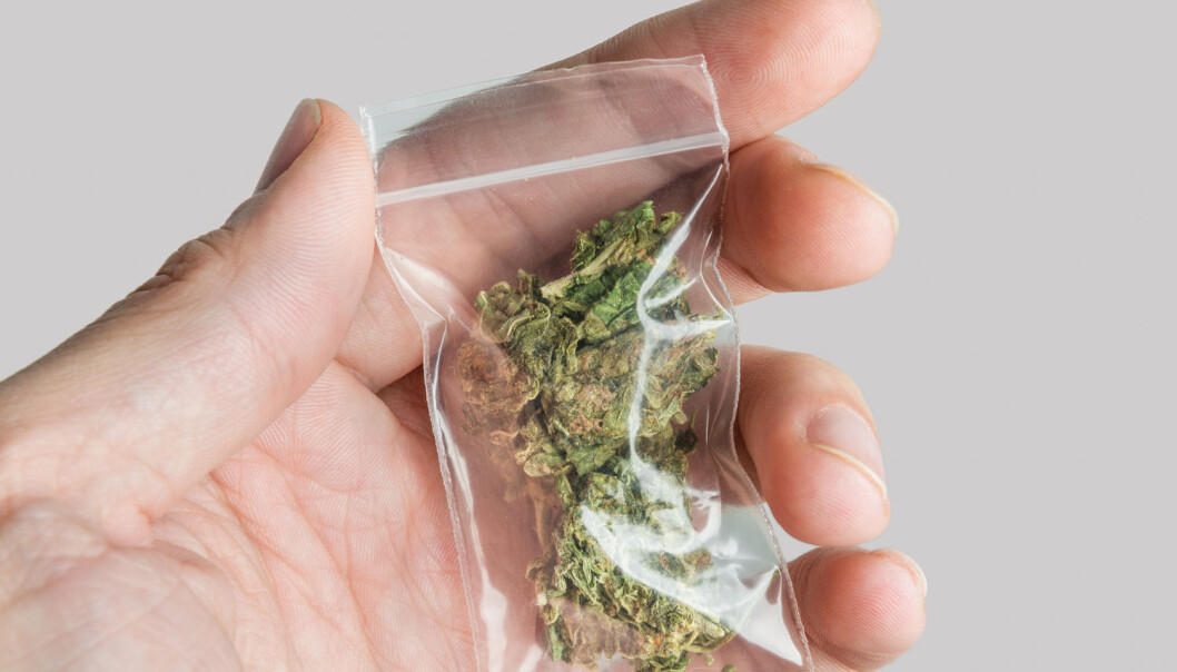 En amerikansk forskergruppe har prøvd å undersøke hvordan hjernene til unge marihuana-brukere utvikler seg. (Foto: Shutterstock, NTB scanpix) En amerikansk forskergruppe har prøvd å undersøke hvordan hjernene til unge marihuana-brukere utvikler seg. (Foto: Shutterstock, NTB scanpix)