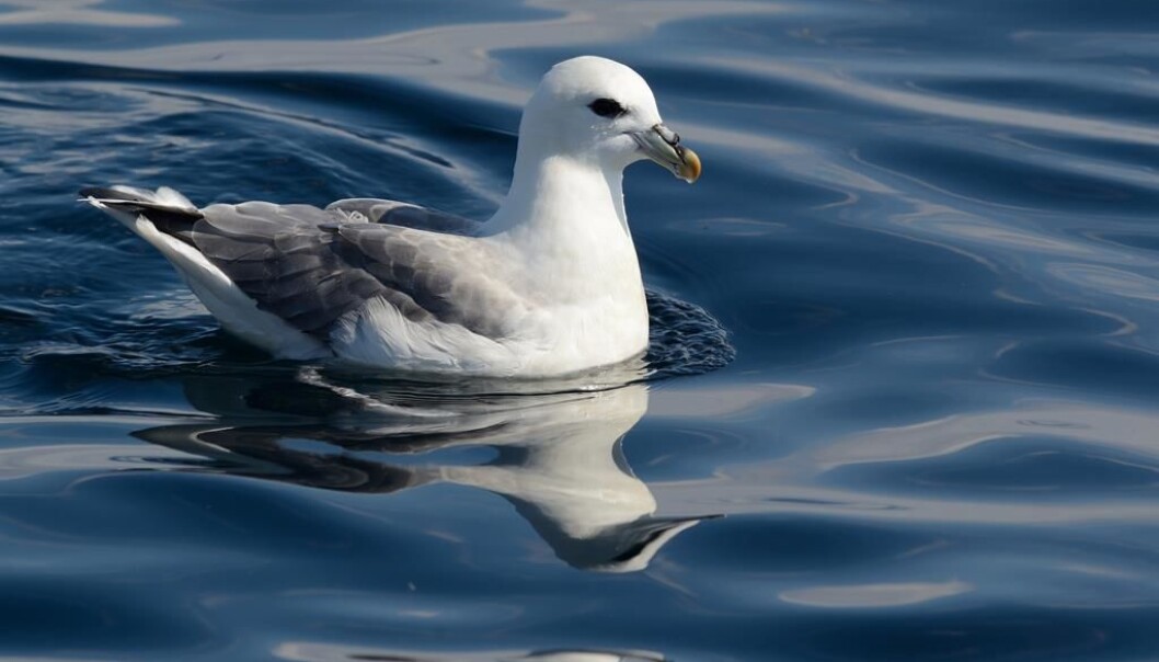 Havhest tilbringer det meste av tiden på åpent hav og beiter på fisk, krepsdyr og annen føde i overflaten. Dermed kan den lett forveksle avfall med mat. (Foto: Tycho Anker-Nilssen, NINA) Havhest tilbringer det meste av tiden på åpent hav og beiter på fisk, krepsdyr og annen føde i overflaten. Dermed kan den lett forveksle avfall med mat. (Foto: Tycho Anker-Nilssen, NINA)