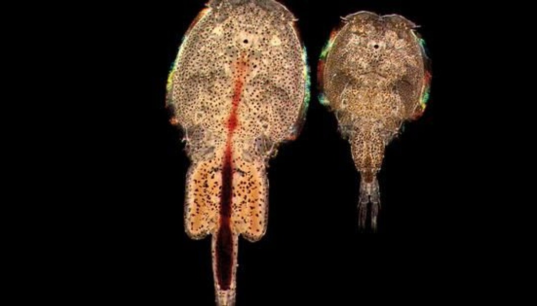 The salmon louse. (Photo: Institute of marine research) The salmon louse. (Photo: Institute of marine research)