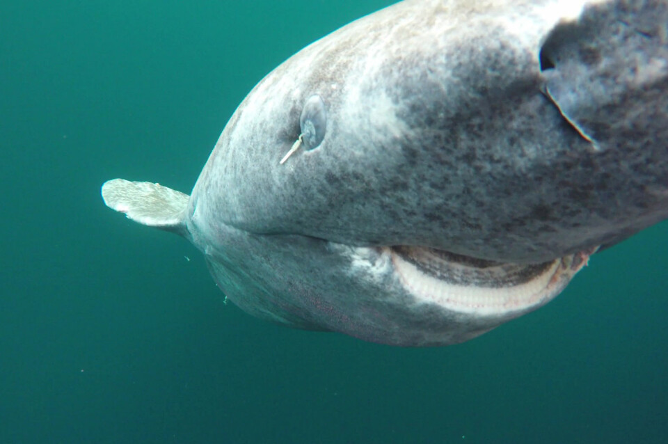 Håkjerring fra toktet med F/F Johan Ruud i Vågsfjorden. Bemerk den parasittiske kopepoden (Ommatokoita elongata) på øyet til håkjerringen. (Foto: Kim Præbel)