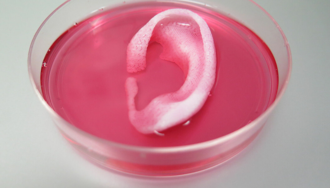 En dag kan en slik 3D-utskrift av et øre kanskje hjelpe et menneske. (Foto: Wake Forest Institute for Regenerative Medicine)