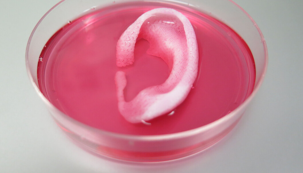 En dag kan en slik 3D-utskrift av et øre kanskje hjelpe et menneske. (Foto: Wake Forest Institute for Regenerative Medicine) En dag kan en slik 3D-utskrift av et øre kanskje hjelpe et menneske. (Foto: Wake Forest Institute for Regenerative Medicine)