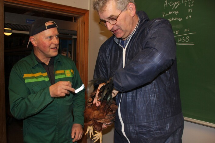 Henk Sulkers viser Torbjørn Tangen hvordan de tapper sæd fra haner i Nederland. (Foto: Nina Sæther) Henk Sulkers viser Torbjørn Tangen hvordan de tapper sæd fra haner i Nederland. (Foto: Nina Sæther)