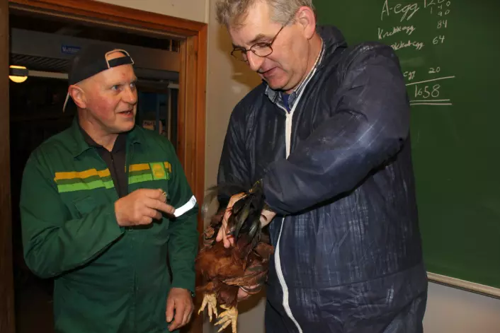 Henk Sulkers viser Torbjørn Tangen hvordan de tapper sæd fra haner i Nederland. (Foto: Nina Sæther)