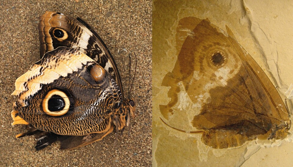 Ny forskning tyder på at sommerfugldesignet er så hensiktsmessig at det har oppstått to ganger, uavhengig av hverandre. Her ser vi fossilet av en urgammel sommerfugl til høyre, og en moderne en til venstre. (Illustrasjon: Conrad Labandeira, Jorge Santiago-Blay, Smithsonian)