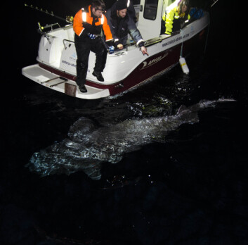 Stor kønsmoden håkjerring-hun på mere end 4 m. Fisken blev fanget på fiskestang sammen med Andørja Adventures i efteråret 2014. Fra længde og omkreds blev vægten beregnet til ca. 750 kg.
(Foto: Julius Nielsen) Stor kønsmoden håkjerring-hun på mere end 4 m. Fisken blev fanget på fiskestang sammen med Andørja Adventures i efteråret 2014. Fra længde og omkreds blev vægten beregnet til ca. 750 kg.
(Foto: Julius Nielsen)