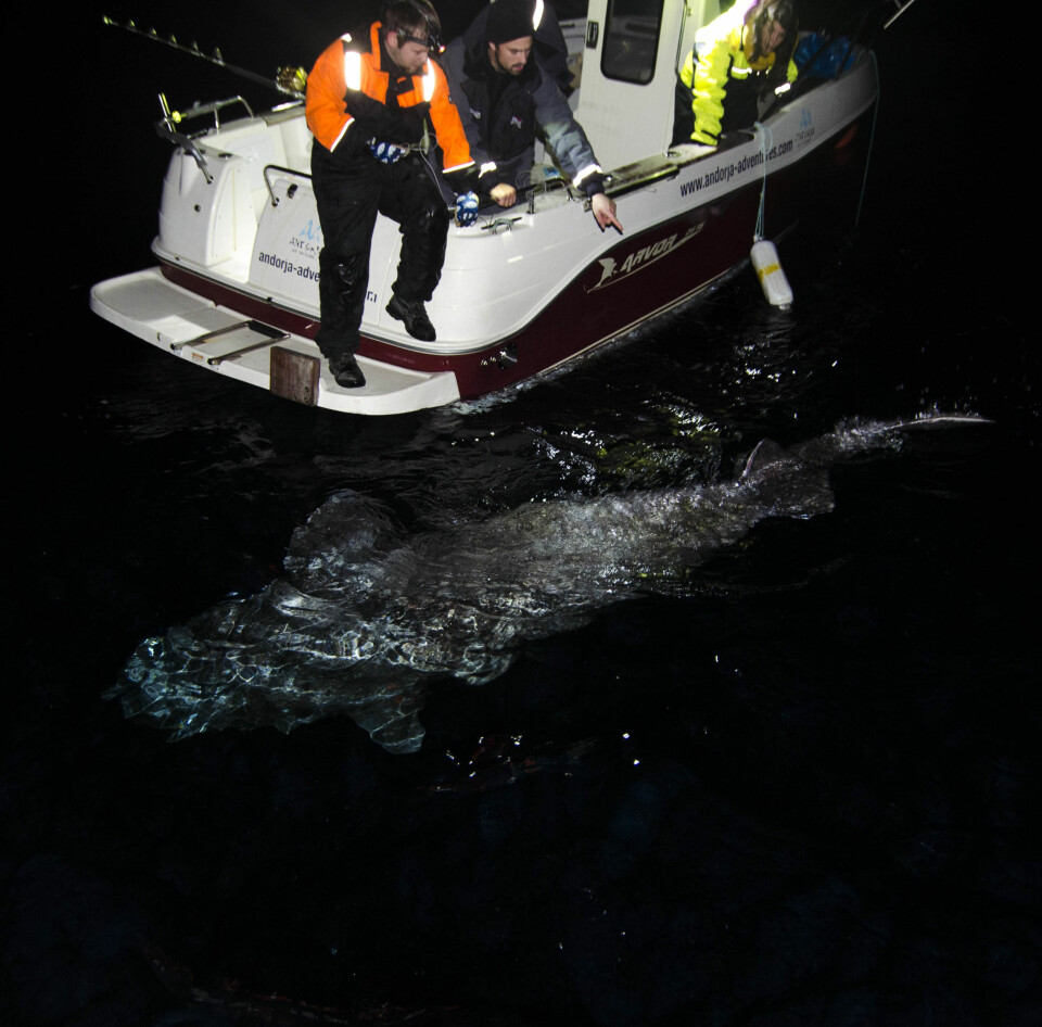 Stor kønsmoden håkjerring-hun på mere end 4 m. Fisken blev fanget på fiskestang sammen med Andørja Adventures i efteråret 2014. Fra længde og omkreds blev vægten beregnet til ca. 750 kg.

 (Foto: Julius Nielsen)