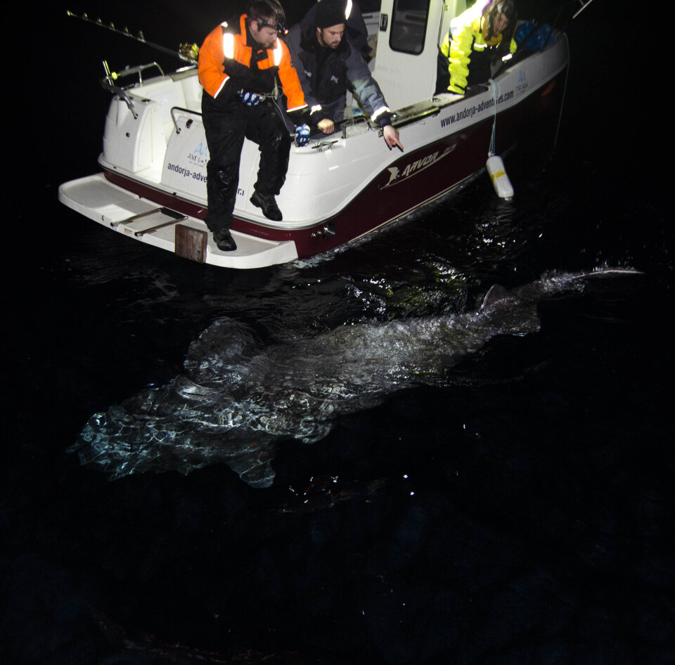 Stor kønsmoden håkjerring-hun på mere end 4 m. Fisken blev fanget på fiskestang sammen med Andørja Adventures i efteråret 2014. Fra længde og omkreds blev vægten beregnet til ca. 750 kg.
(Foto: Julius Nielsen)