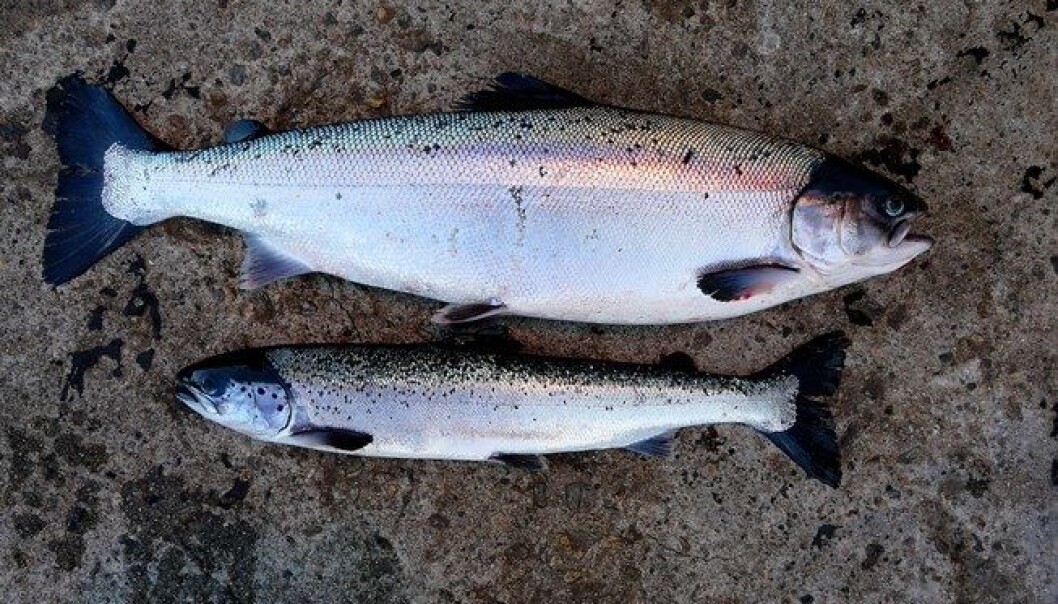 PD results in poor growth. Healthy salmon compared with a PD affected fish of same age. (Photo: Trygve Poppe) PD results in poor growth. Healthy salmon compared with a PD affected fish of same age. (Photo: Trygve Poppe)
