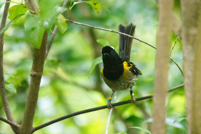 Stitsjhonningeter (<em>Notiomystis cincta</em>). (Foto: Morten Günther) Stitsjhonningeter (<em>Notiomystis cincta</em>). (Foto: Morten Günther)