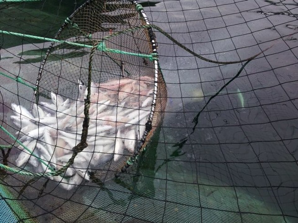 Tissue particles, fat droplets and salmon that fall out of the hand net. (Photo: Stein Erich Solevåg)