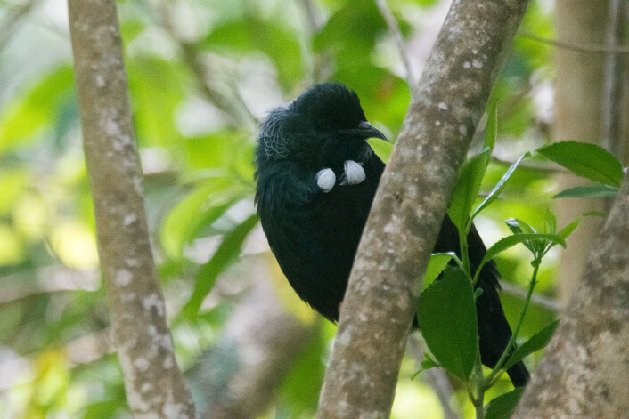 Tuihonningeter (<em>Prosthemadera novaeseelandiae</em>). (Foto: Morten Günther) Tuihonningeter (<em>Prosthemadera novaeseelandiae</em>). (Foto: Morten Günther)