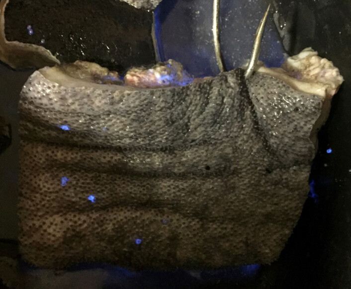 Hajkød på fiskekrog med de lysende krebsdyr. Billedet er taget med en iphone på et fuldt oplyst skibsdæk. (foto: Julius Nielsen) Hajkød på fiskekrog med de lysende krebsdyr. Billedet er taget med en iphone på et fuldt oplyst skibsdæk. (foto: Julius Nielsen)