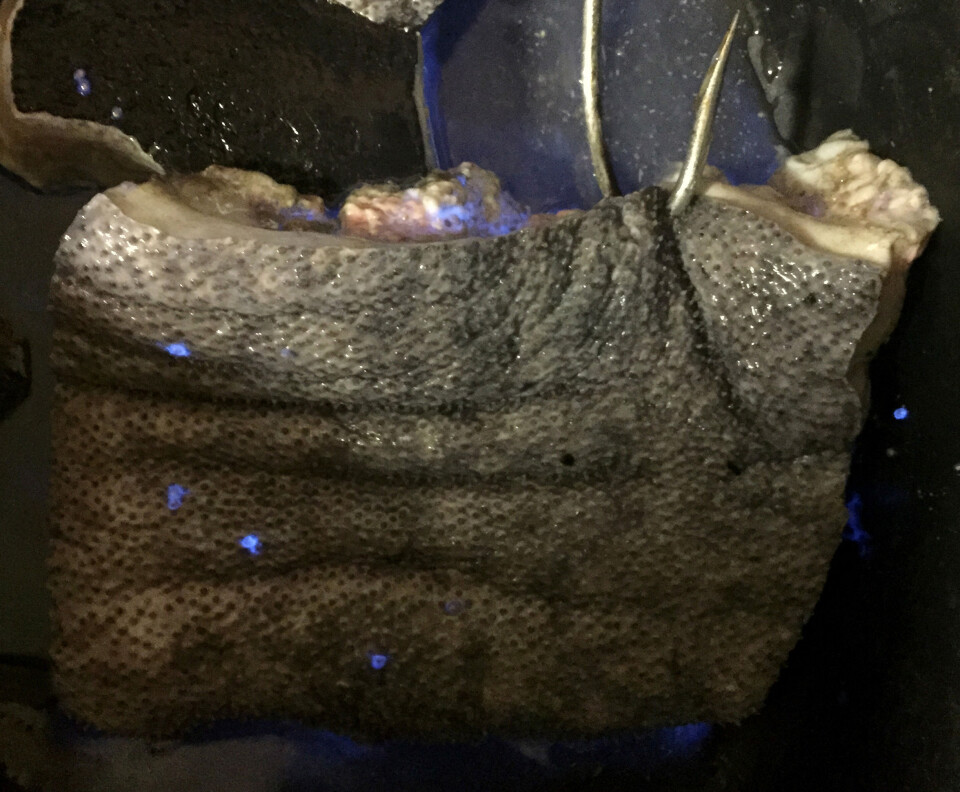 Hajkød på fiskekrog med de lysende krebsdyr. Billedet er taget med en iphone på et fuldt oplyst skibsdæk. (foto: Julius Nielsen)