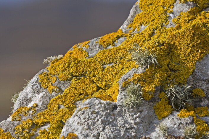 Lavterskeltilbud. Lav overlever best i karrige strøk hvor planter ikke klarer seg. (Foto: Colourbox) Lavterskeltilbud. Lav overlever best i karrige strøk hvor planter ikke klarer seg. (Foto: Colourbox)