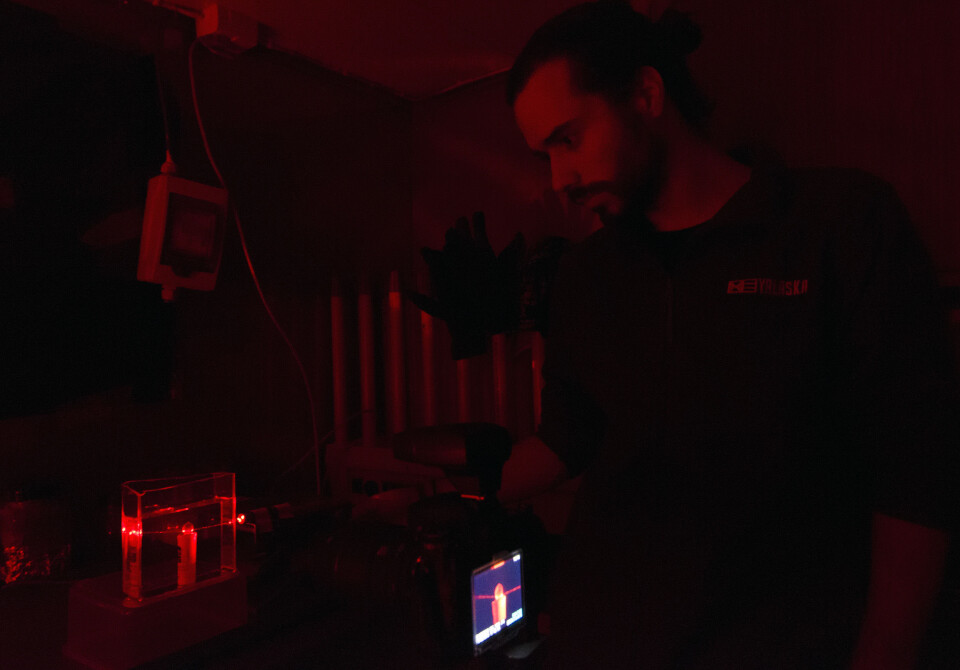 Masterstudent Inaki R. T. Roca bestemmer fokuspunktet til håkjerring ved å gjennomlyse øyelinsen med laser. (Foto: Kim Præbel) Masterstudent Inaki R. T. Roca bestemmer fokuspunktet til håkjerring ved å gjennomlyse øyelinsen med laser. (Foto: Kim Præbel)