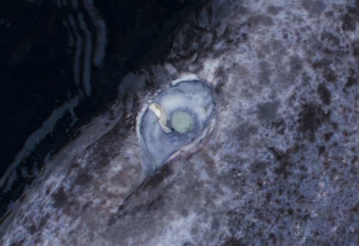 De fleste håkjerring vi fanger er infisert med denne parasittiske kopepoden (Ommatokoita elongata). (Foto: Kim Præbel) De fleste håkjerring vi fanger er infisert med denne parasittiske kopepoden (Ommatokoita elongata). (Foto: Kim Præbel)