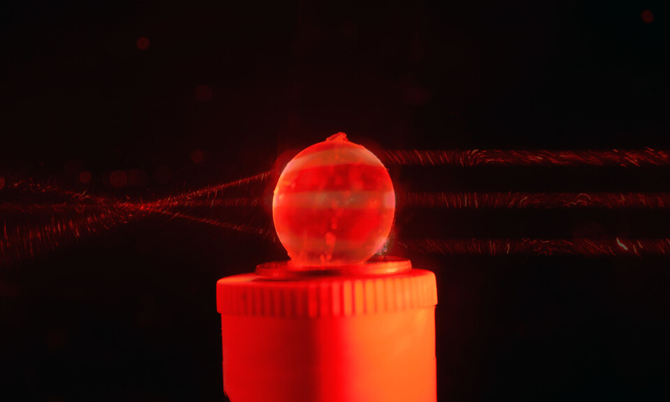 Eksempel på bestemmelse av fokuspunktet hos håkjerring. Øyelinsen gjennomlyses med en laser på fem ulike punkter (her er bare vist tre) og krysningspunktet angir det indre fokuspunktet. (Foto: Inaki R. T. Roca) Eksempel på bestemmelse av fokuspunktet hos håkjerring. Øyelinsen gjennomlyses med en laser på fem ulike punkter (her er bare vist tre) og krysningspunktet angir det indre fokuspunktet. (Foto: Inaki R. T. Roca)