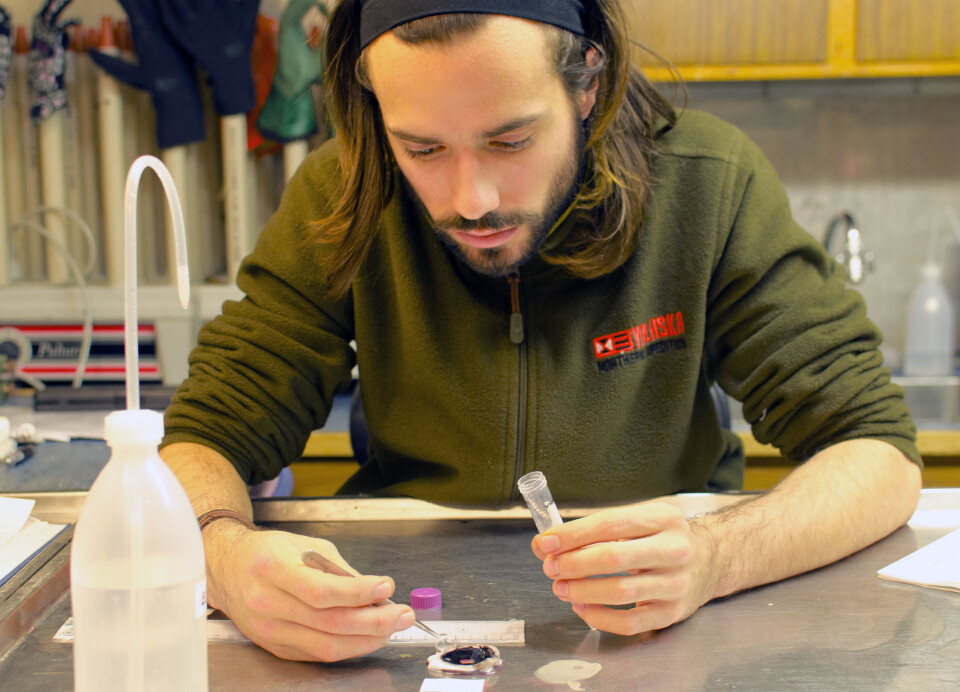 Masterstudent Inaki R. T. Roca laver sitt prosjekt om synet til håkjerring. Her har han dissekert et håkjerring øye. (Foto: Kim Præbel) Masterstudent Inaki R. T. Roca laver sitt prosjekt om synet til håkjerring. Her har han dissekert et håkjerring øye. (Foto: Kim Præbel)