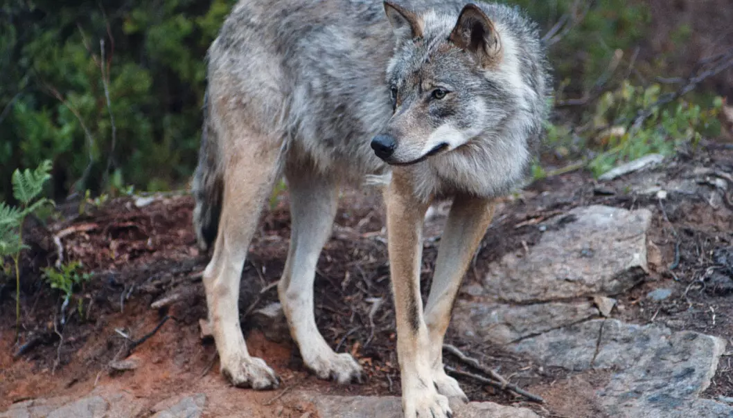 Nasjonalparker vil ikke redde rovdyrene i Norge